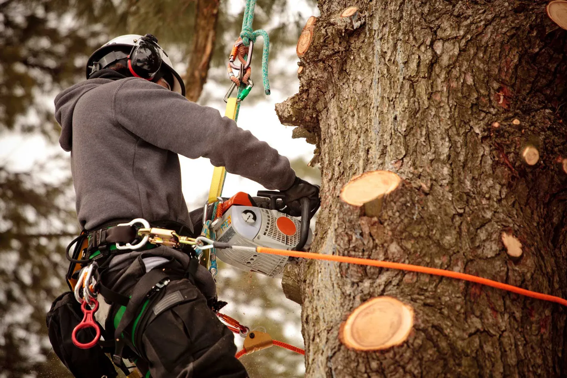 Tree Trimming Services in Thurmond NC