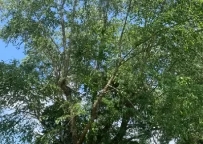 Local Tree Service