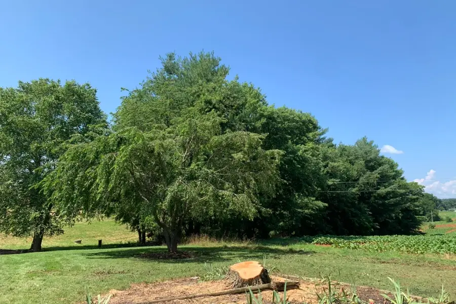 Your Reliable Local Tree Service in Thurmond, NC