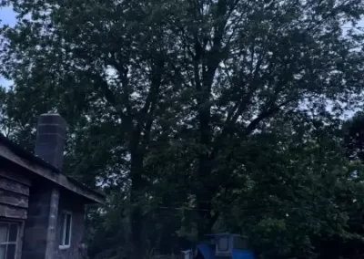 Reliable Tree Company