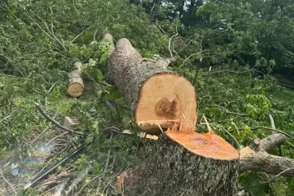 Tree Cutting