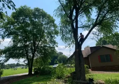 Tree Experts
