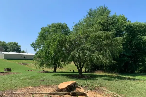 Tree Removal