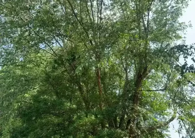 Tree Service