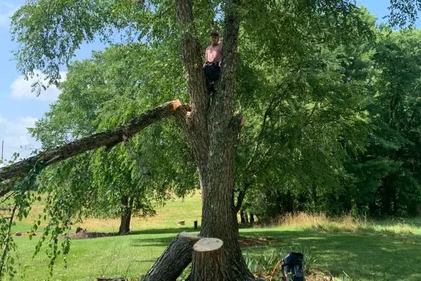 Tree Trimming