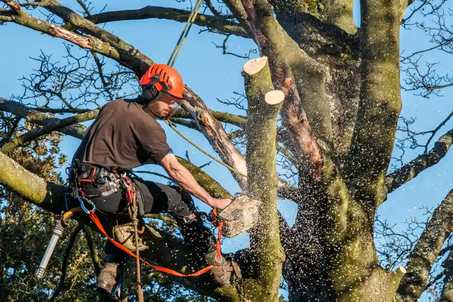 Trusted Local Tree Service