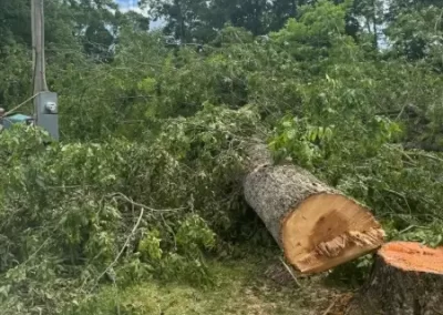 Trusted Tree Experts