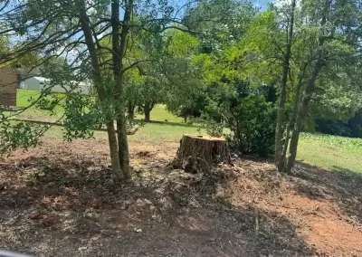 Trusted Tree Service