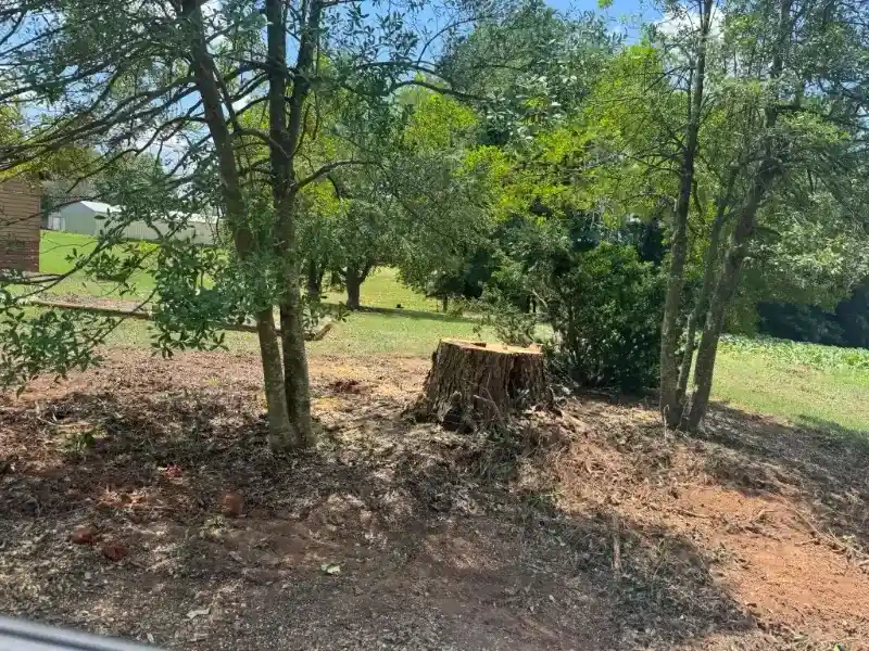 Trusted Tree Service